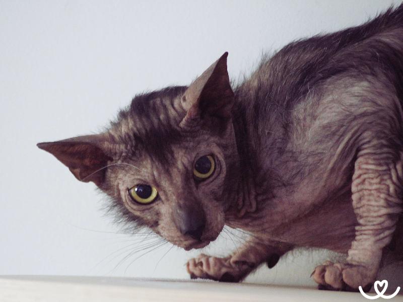 Kocici-plemeno-lykoi (2)